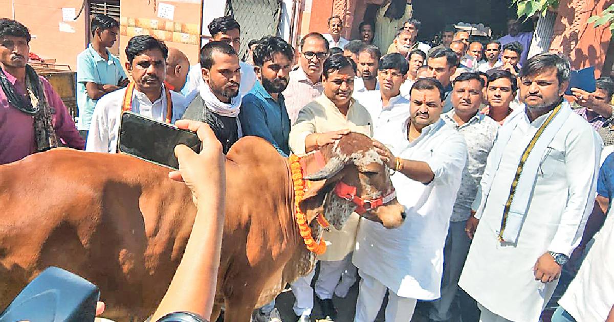 Gau Sankat Mochan march starts to save cows from Lumpy